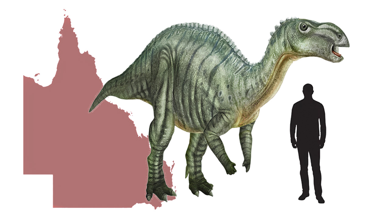 muttaburrasaurus queensland – The Country Caller